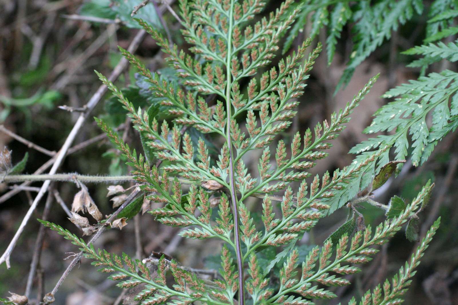 Polypodium sp. e Asplenium cfr. onopteris/adiantum-nigrum